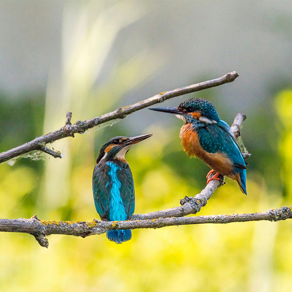 Birds