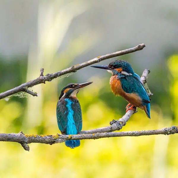 Birds